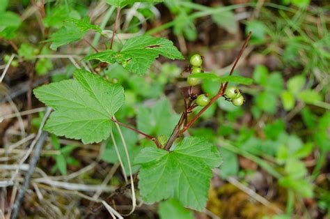 Gooseberry | Diseases and Pests, Description, Uses, Propagation