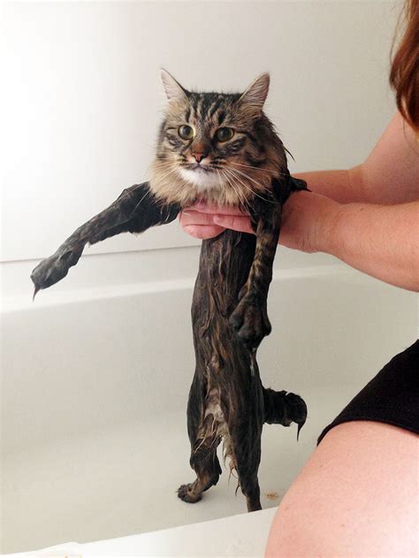 8 Wet Cat Photos That Show Why Cats Hate Water - Pet Orb