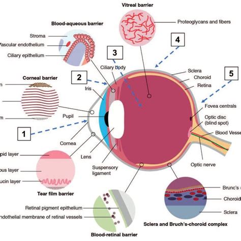 Barriers For Ocular Drug Delivery And Different Routes Of Drug