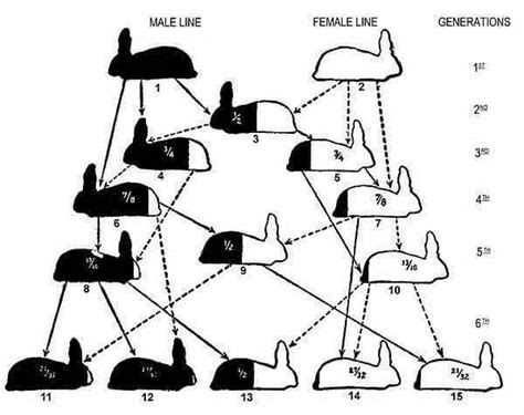 Meat Rabbit Breeding Chart