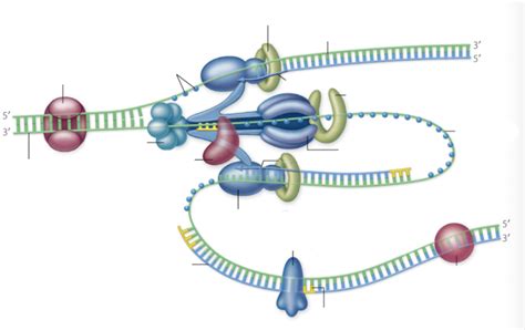 Diagram Of Dna Replication Quizlet