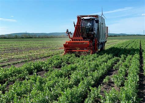 Specialised Spinach and Baby Spinach Harvesters - De Pietri