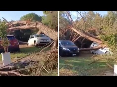 Tromba D Aria A Latina E Sabaudia Le Immagini Delle Decine Di Alberi