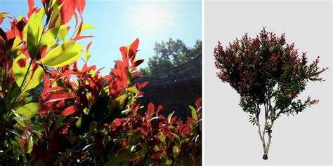 Red Tip Photinia Species Pack (vfx) – SpeedTree