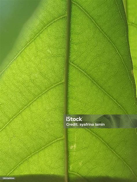 tekstur permukaan daun tanaman foto stok  gambar  alam