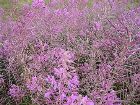 Free picture: violet, flowers