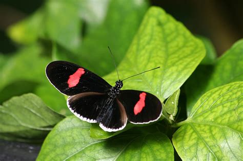 Motyl Owad Natura Na Darmowe Zdj Cie Na Pixabay Pixabay