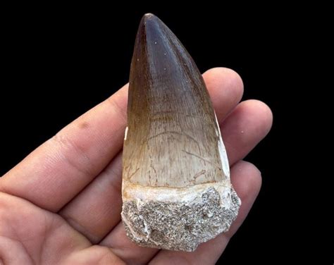 Museum Quality Mosasaurus Tooth From Morocco Fossilized Dino Tooth Etsy