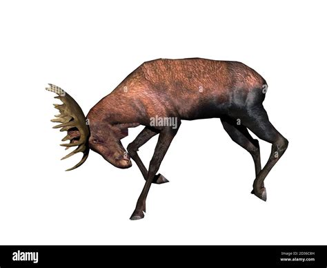 big moose with mighty antlers Stock Photo - Alamy