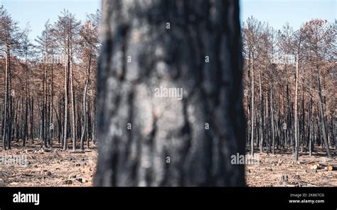 Tronc d arbre au premier plan Banque de photographies et dimages à