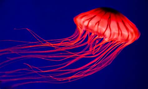 Jellyfish High Definition Wallpapers