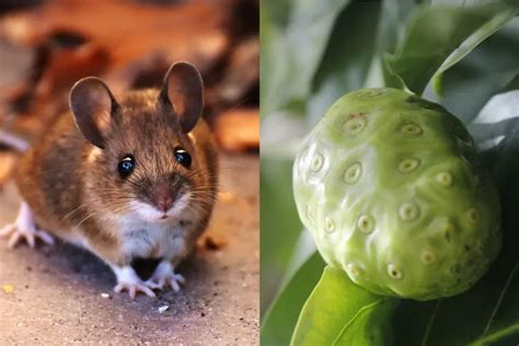 Mengusir Tikus Rumah Menggunakan Mengkudu Sangat Mudah Dilakukan