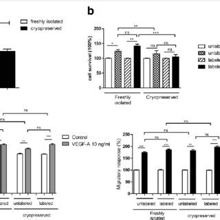 Effects Of Cryopreservation On Viability Of CD14 CD16 Monocytes A