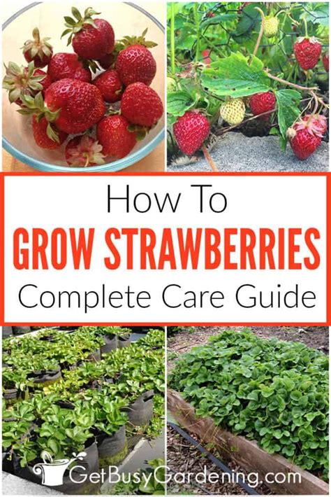 Growing Strawberries The Complete How To Guide Get Busy Gardening In 2024 Growing