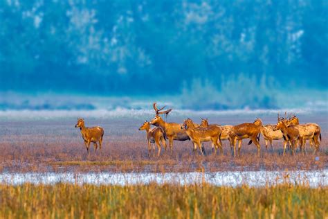 Return of milu deer to the wild - CGTN