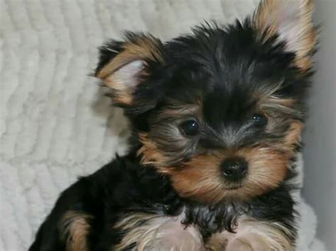 Teacup Yorkshire Terrier: Should You Bring One Home as a Pet?