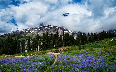 🔥 40 Mount Rainier Meadow Flowers Wallpapers Wallpapersafari