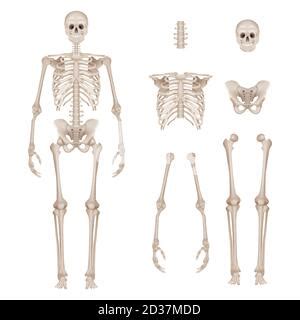 Vector Illustration Teile Des Menschlichen Skeletts Menschliche