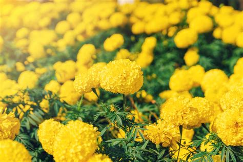 Yellow Marigold flowers 19036321 Stock Photo at Vecteezy