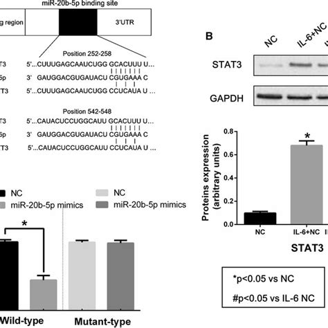 MiR 20b 5p Regulates STAT3 Expression By Binding To The 3UTR Of Its