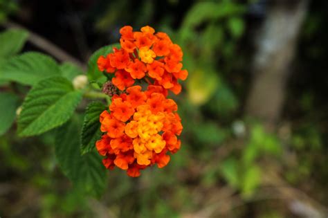 Blomster Lantana Camara Gratis foto på Pixabay Pixabay