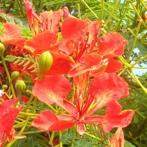 Delonix Regia Flamboyant Seeds 10 Seeds Royal Poinciana Flamboyant