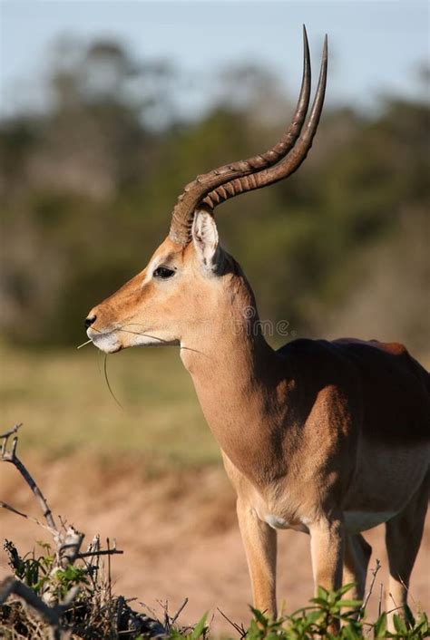 Male Impala Antelope with Long Horns Stock Image - Image of head, male ...