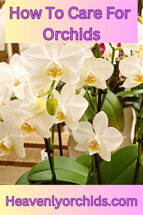 hard  care  orchids  carroll zabala blog
