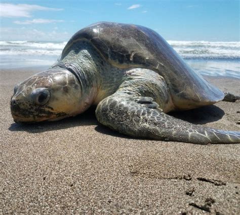 Olive Ridley Turtle Lepidochelys Olivacea Costa Rica Dive And Surf