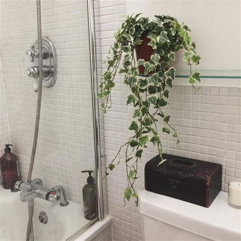 Tipos De Plantas Para Banheiro Dicas De Decora O Dicas Decor Em