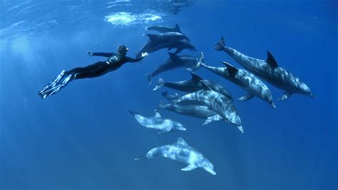 Scuba Diving With Dolphins In The Bahamas Scuba