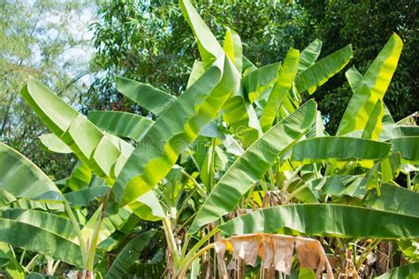 Folhas De Banana Textura Da Folha De Bananeira Cor Verde Imagem De