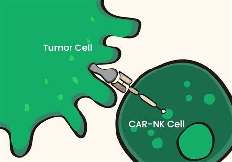 CAR Technology In Cancer Therapy From CAR T To CAR NK The Scientist