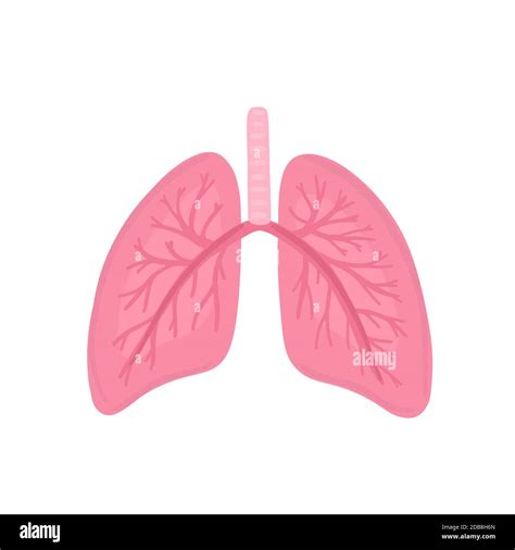 Vector Healthy Human Lungs Illustration For Label Advertisement Of