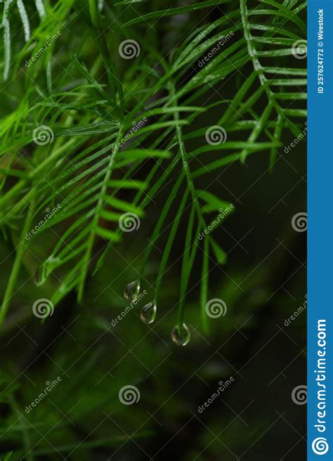 Cierre Vertical De Hojas De Una Planta Con Gotas De Lluvia Sobre Ellas