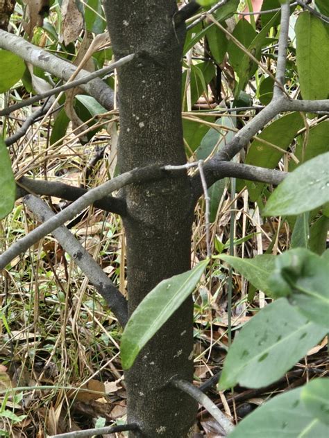 Red Fruited Olive Plum From Broke Nsw Australia On March