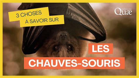 Choses Savoir Sur Les Chauves Souris Youtube