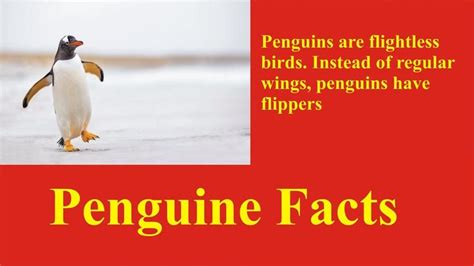 penguine facts and information