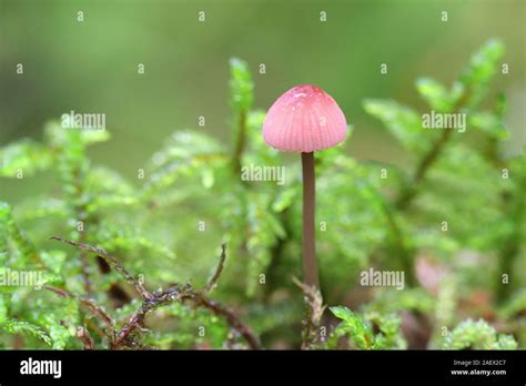 Mycena Rosella Known As The Pink Bonnet Mushrooms From Finland Stock