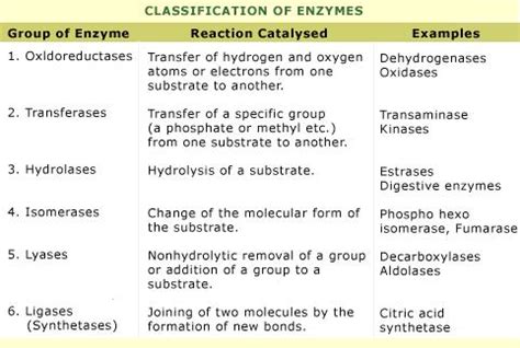 Classification Of Enzymes With Examples