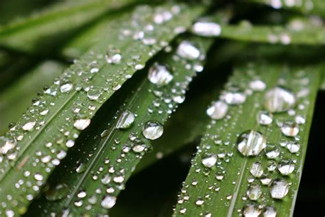 Bildet Vann Natur Gress Gren Miste Dugg Anlegg Fotografering