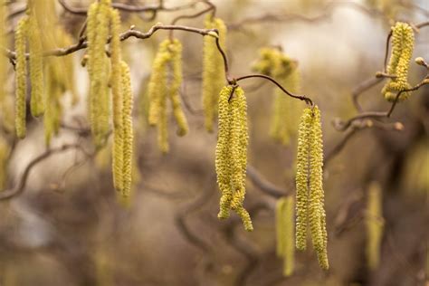 How To Grow And Care For Corkscrew Willow