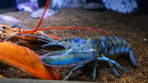 New blue lobster joins exhibit at New England Aquarium