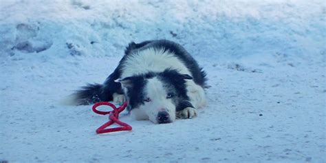 Oscars Conoce A Messi El Perro Viral De Anatom A De Una Ca Da