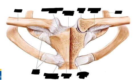 Sternoclavicular Joint Diagram Quizlet