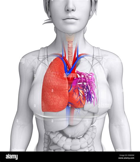 Illustration Of Male Lungs Anatomy Stock Photo Alamy