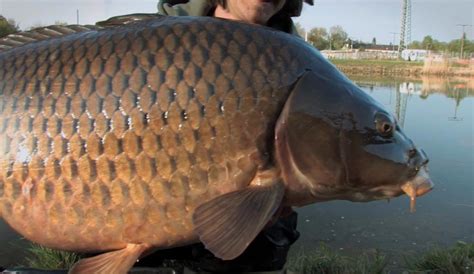 Stahl Und Beton Karpfenangeln Am Kanal CARPZILLA Dein Karpfen Portal