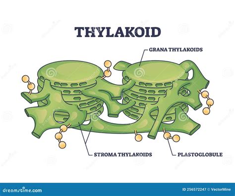 Thylakoid Membrane Bound Chloroplast Compartments Structure Outline Diagram Stock Vector ...