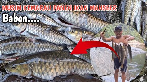 KESERUAN NEMBAK IKAN MAHSEER Pedalaman Kalimantan YouTube