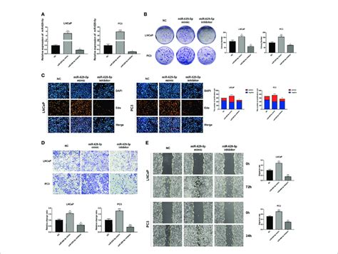 Mir 629 5p Facilitates Pca Cells Proliferation Migration And